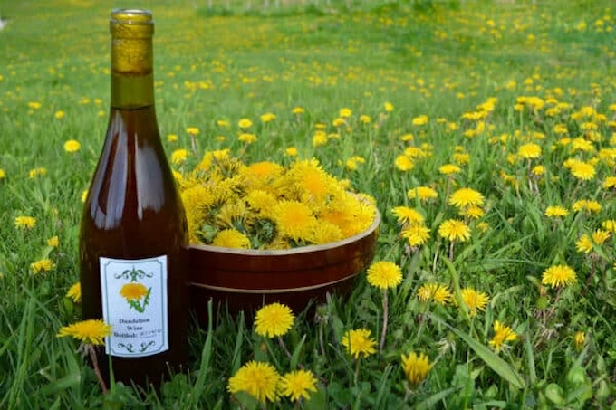 How to Make Dandelion Wine