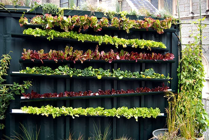 How to Grow Your Own Food in Small Spaces